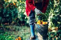 ببینید؛ اعتراض کشاورزان با توزیع رایگان نارنگی‌ها