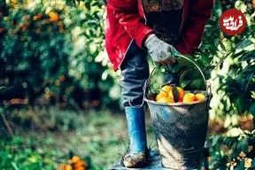 ببینید؛ اعتراض کشاورزان با توزیع رایگان نارنگی‌ها