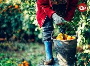 ببینید؛ اعتراض کشاورزان با توزیع رایگان نارنگی‌ها