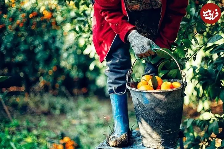 ببینید؛ اعتراض کشاورزان با توزیع رایگان نارنگی‌ها