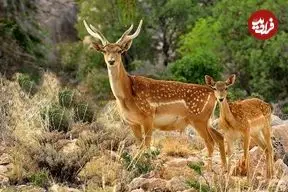 ببینید؛ گوزن‌های زرد ایلام در قلب کوه‌های زاگرس