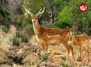 ببینید؛ گوزن‌های زرد ایلام در قلب کوه‌های زاگرس