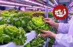 پرورش سبزی‌های مغذی‌تر و خوش‌طعم‌تر با ترکیب نوری LED
