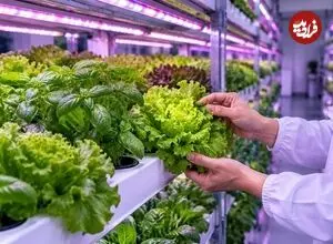 پرورش سبزی‌های مغذی‌تر و خوش‌طعم‌تر با ترکیب نوری LED