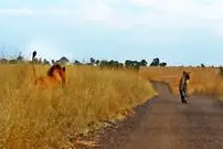 ببینید| وقتی کفتار حواس پرت وارد قلمروی شیرهای نر می شود!