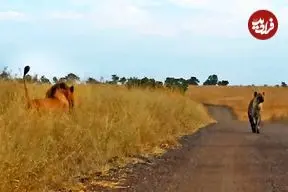 ببینید| وقتی کفتار حواس پرت وارد قلمروی شیرهای نر می شود!