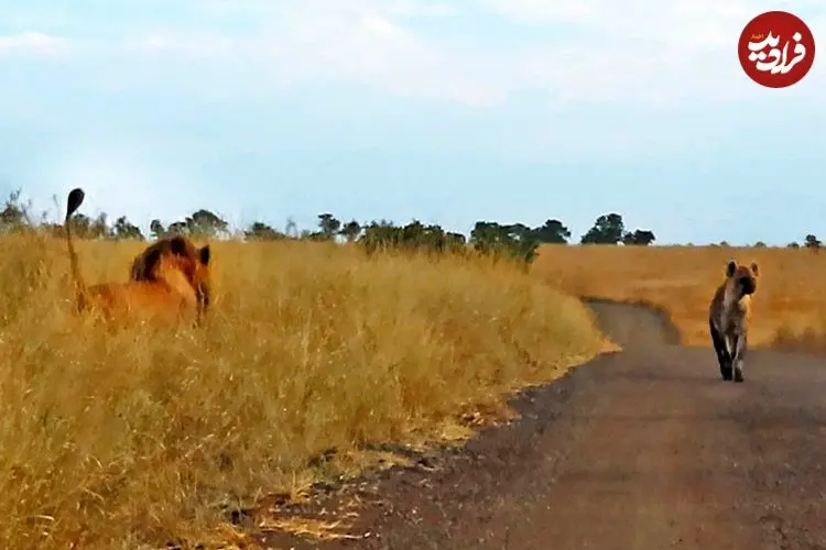 ببینید| وقتی کفتار حواس پرت وارد قلمروی شیرهای نر می شود!