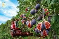 ببینید| مراحل دیدنی برداشت و فرآوری انجیر در باغ ها و کارخانه های ترکیه