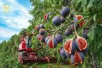 ببینید| مراحل دیدنی برداشت و فرآوری انجیر در باغ ها و کارخانه های ترکیه