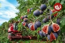 ببینید| مراحل دیدنی برداشت و فرآوری انجیر در باغ ها و کارخانه های ترکیه