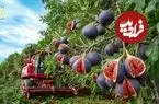 ببینید| مراحل دیدنی برداشت و فرآوری انجیر در باغ ها و کارخانه های ترکیه