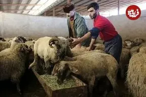 قیمت دام زنده در عید قربان ۱۴۰۵ اعلام شد