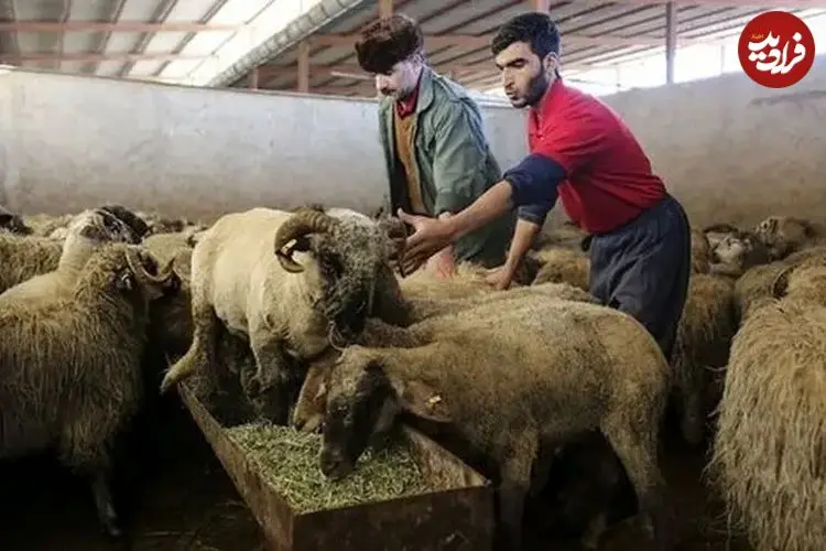 قیمت دام زنده در عید قربان ۱۴۰۵ اعلام شد