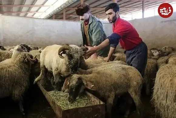 قیمت دام زنده در عید قربان ۱۴۰۵ اعلام شد