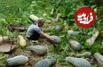 ببینید| غذای روستایی در چین؛ برداشت کدو حلوایی از مزرعه و تهیه غذاهای سنتی با آن