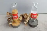(ویدئو) چگونه بطری خالی نوشابه را به دان خوری جوجه ها تبدیل کنیم؟