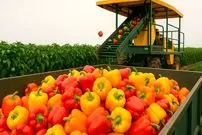 ببینید| چگونه آمریکایی ها صدها تن فلفل دلمه ای رنگی را برداشت و فرآوری می کنند؟