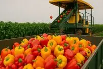 ببینید| چگونه آمریکایی ها صدها تن فلفل دلمه ای رنگی را برداشت و فرآوری می کنند؟