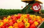 ببینید| چگونه آمریکایی ها صدها تن فلفل دلمه ای رنگی را برداشت و فرآوری می کنند؟