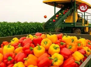 ببینید| چگونه آمریکایی ها صدها تن فلفل دلمه ای رنگی را برداشت و فرآوری می کنند؟