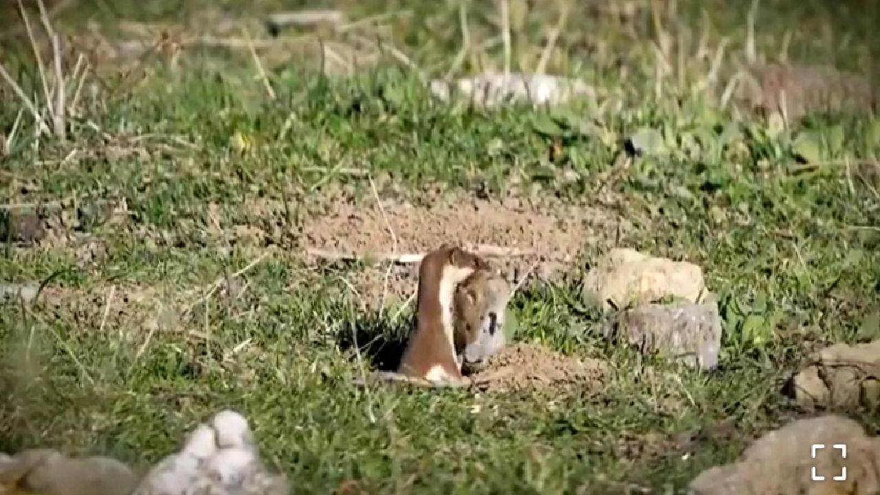 (ویدئو) لحظه شکار موش توسط راسو 