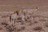 ببینید| مشاهده دو توله یوزپلنگ جداشده از هلیا در میاندشت جاجرم