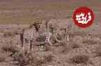 ببینید| مشاهده دو توله یوزپلنگ جداشده از هلیا در میاندشت جاجرم