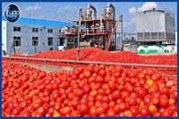ببینید؛ سس گوجه فرنگی چگونه در کارخانه های چین تولید می شود؟