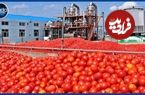 ببینید؛ سس گوجه فرنگی چگونه در کارخانه های چین تولید می شود؟
