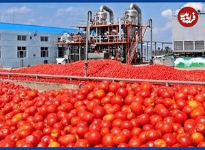 ببینید؛ سس گوجه فرنگی چگونه در کارخانه های چین تولید می شود؟