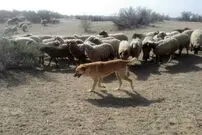 (ویدئو) درگیری خنده دار سگ گله با گوسفندی که تره هم برایش خورد نمی کند!