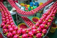 ببینید| چگونه کشاورزان تایلندی هزاران تن دراگون فروت را برداشت می کنند؟