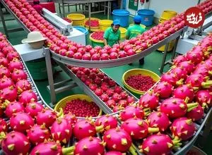 ببینید| چگونه کشاورزان تایلندی هزاران تن دراگون فروت را برداشت می کنند؟