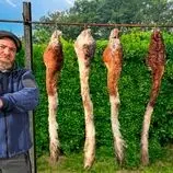 ببینید| غذای روستایی در آذربایجان؛ پخت یک غذای خاص با دُم گاو