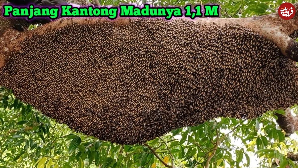 (ویدئو) فرآیند برداشت عسل وحشی از جنگل های اندونزی