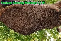 (ویدئو) فرآیند برداشت عسل وحشی از جنگل های اندونزی