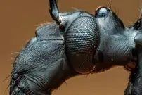 تصاویر| فریب تکاملی حیرت‌انگیز در جنگل‌های اکوادور