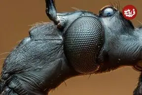 تصاویر| فریب تکاملی حیرت‌انگیز در جنگل‌های اکوادور