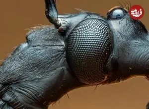 تصاویر| فریب تکاملی حیرت‌انگیز در جنگل‌های اکوادور