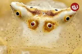 تصاویر؛ ثبت جزئیات خیره‌کننده از موجودی که هم عنکبوت است هم خرچنگ!