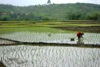 کشت برنج در یک شهر ایران ممنوع شد