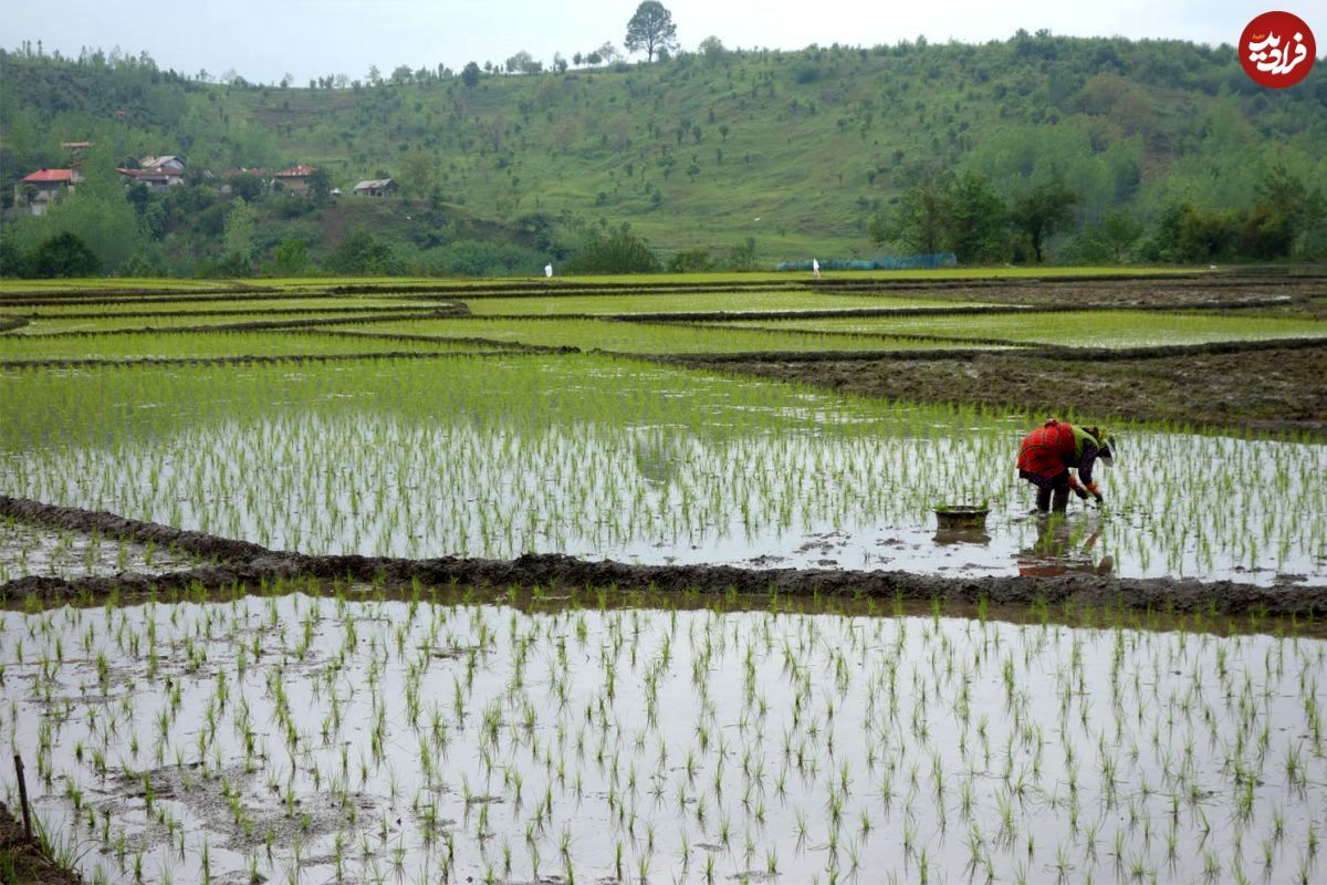 کشت برنج در یک شهر ایران ممنوع شد