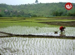 کشت برنج در یک شهر ایران ممنوع شد