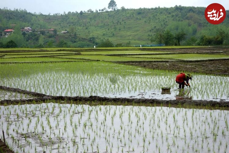 کشت برنج در یک شهر ایران ممنوع شد