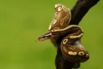 چگونه بعضی از مارها یک سال غذا نمی‌خورند؟