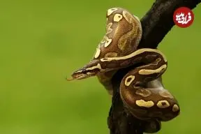 چگونه بعضی از مارها یک سال غذا نمی‌خورند؟