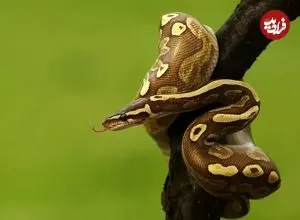 چگونه بعضی از مارها یک سال غذا نمی‌خورند؟