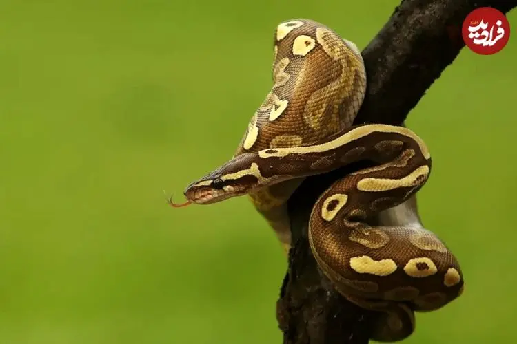 چگونه بعضی از مارها یک سال غذا نمی‌خورند؟