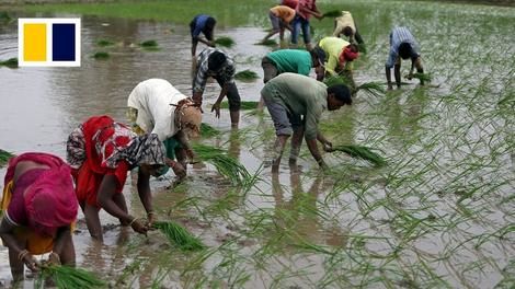 (ویدئو) برنج در بحران جهانی؛ از انتخابات هند تا درگیری در دریای سرخ