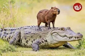 چرا کروکودیل‌ «کپی‌بارا‌» را نمی‌خورد؟